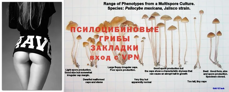 дарнет шоп  Починок  дарк нет клад  Галлюциногенные грибы Psilocybe 